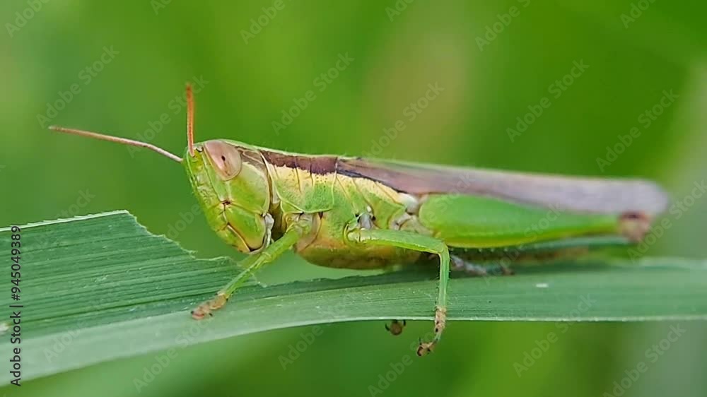 Rice grasshopper on a green leaf while eating it. 4K resolution footage Rice grasshopper on a green leaf while eating it. 4K resolution footage