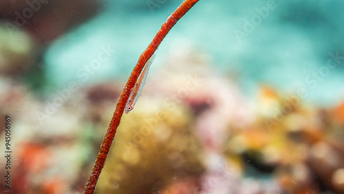 Colorful Whipgoby bryaninops amplus perched on coral reef photo