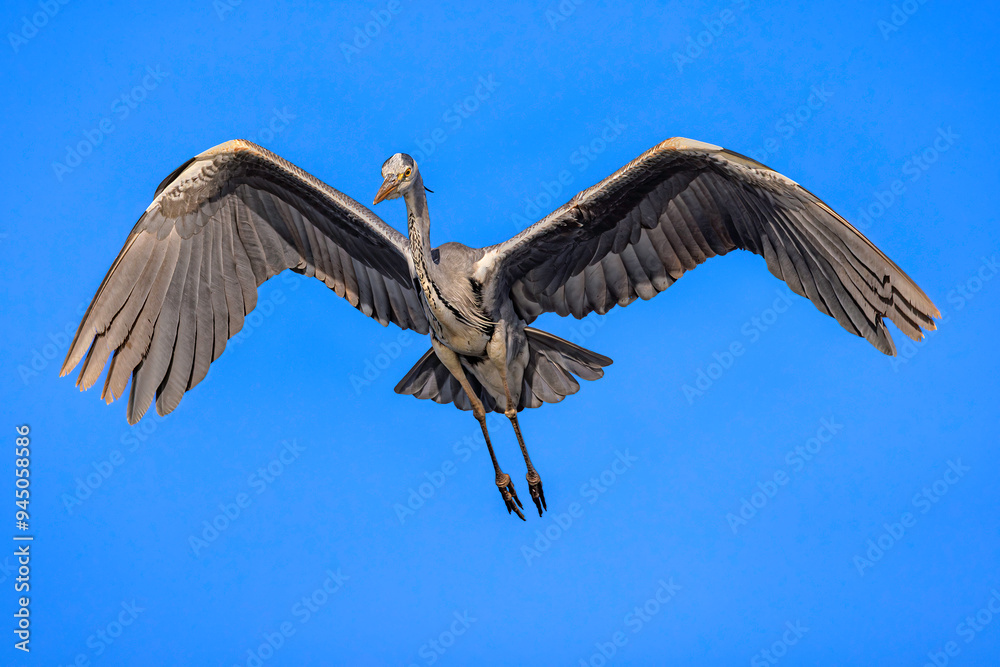 Gray heron (Ardea cinerea) in flight, North Poland. Selective focus on bird's eye