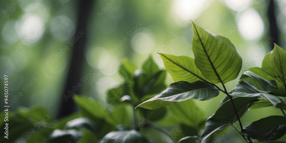 Lush Tropical Green Leaves Background Depicting Nature. Lush Tropical Green Leaves Background Depicting Nature.