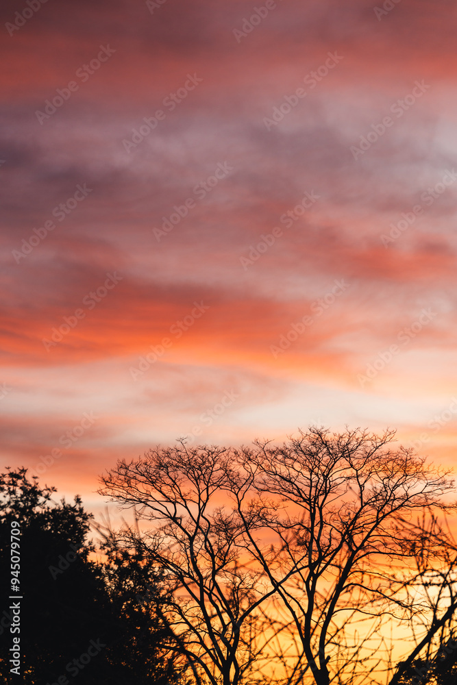 intense pink and orange sunrise with exotic tree silhouettes in the foreground intense pink and orange sunrise with exotic tree silhouettes in the foreground