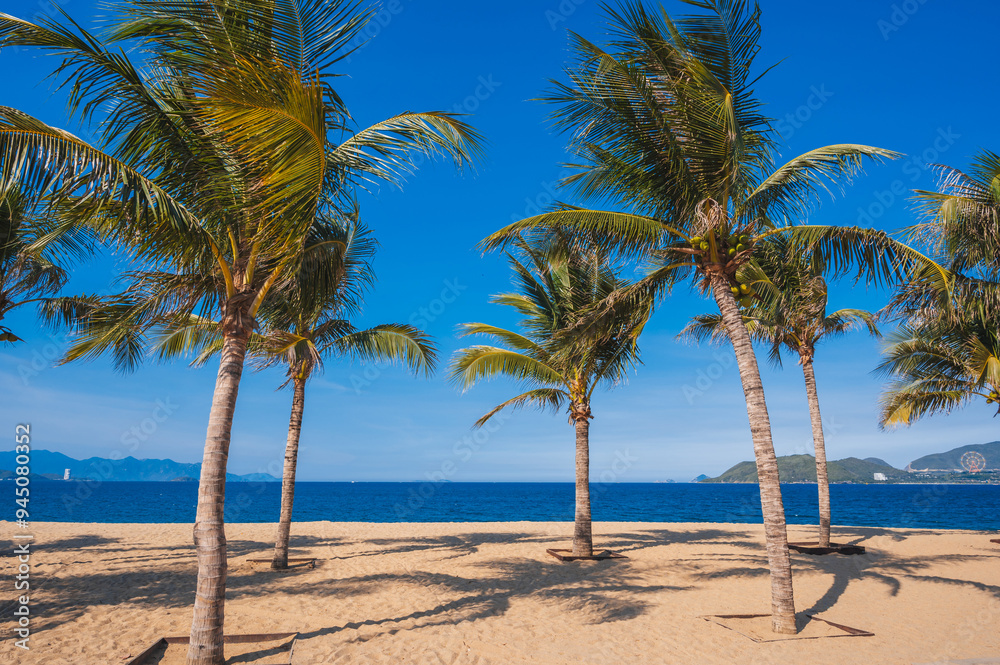palm trees on a sandy beach in Vietnam in Nha Trang against the background of the sea palm trees on a sandy beach in Vietnam in Nha Trang against the background of the sea