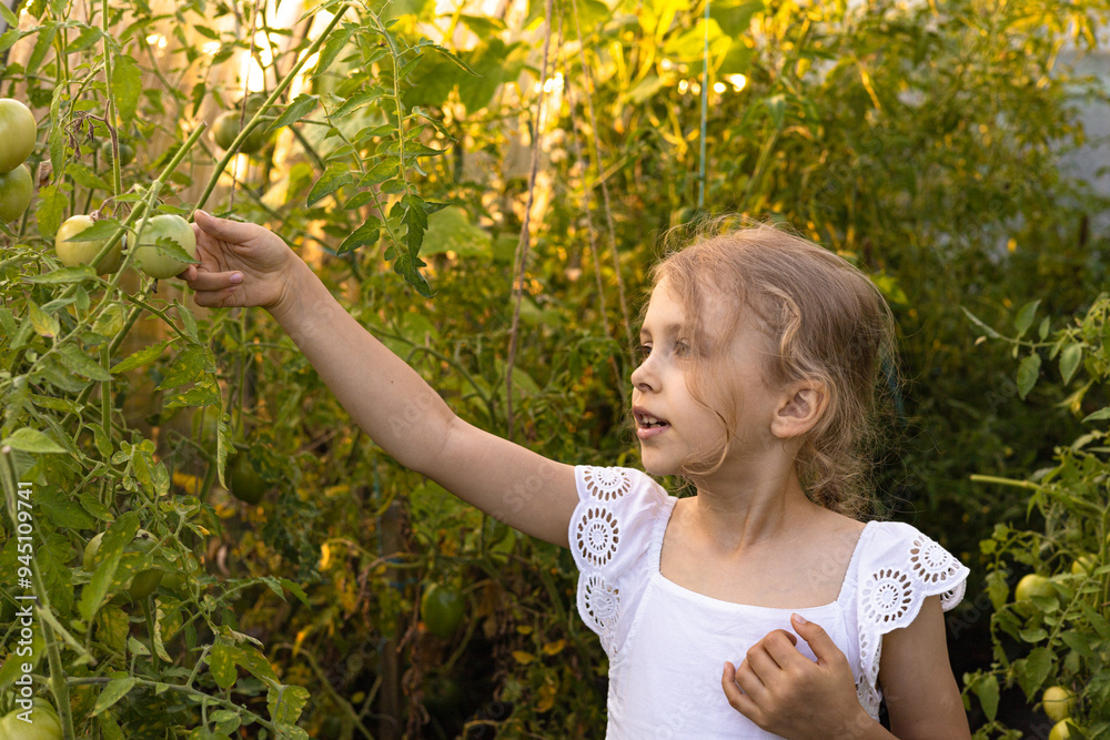 A preschool girl in a greenhouse grows vegetables. Girl caring for tomatoes in the greenhouse, green education concept. A preschool girl in a greenhouse grows vegetables. Girl caring for tomatoes in the greenhouse, green education concept.