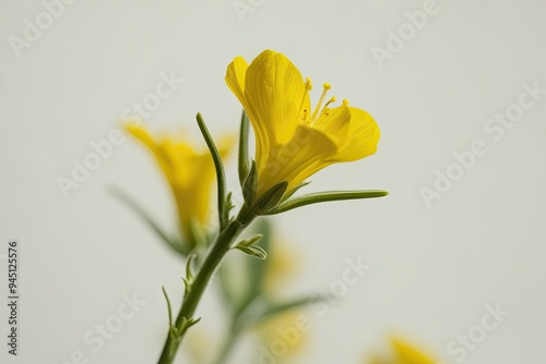 Isolated Delicate Yellow Flower Stem on Vibrant Background