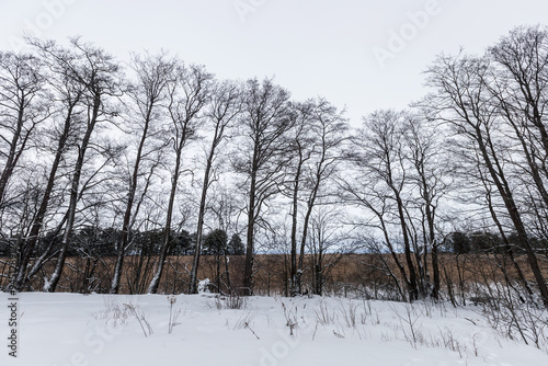 Coastal winter landscape with bare trees