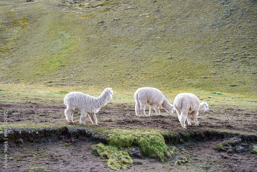 Obraz premium Alpacas Grazing around Rainbow Mountain, Cusco, Peru