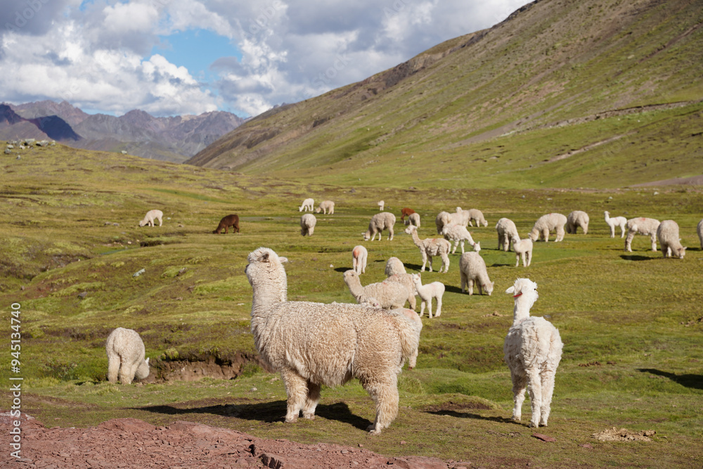 Naklejka premium Alpacas Grazing around Rainbow Mountain, Cusco, Peru