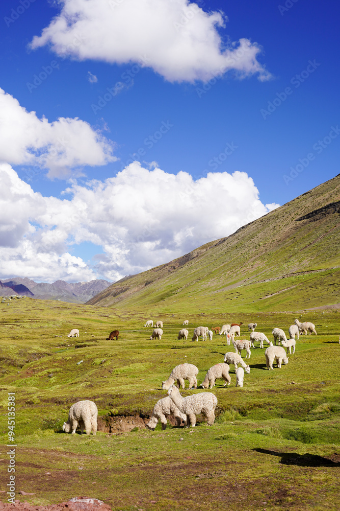 Naklejka premium Alpacas Grazing around Rainbow Mountain, Cusco, Peru
