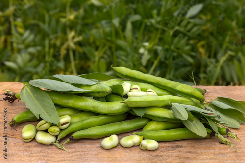 Broad beans or fava beans (Fave) in close-up. Broad bean plant in the background. From garden to table: spring vegetables and legumes