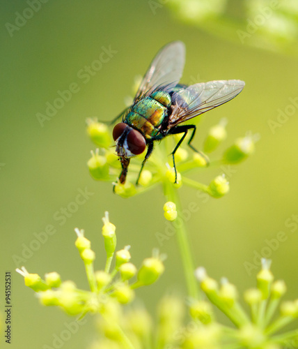 Obraz na płótnie A fly on small yellow flowers. Macro