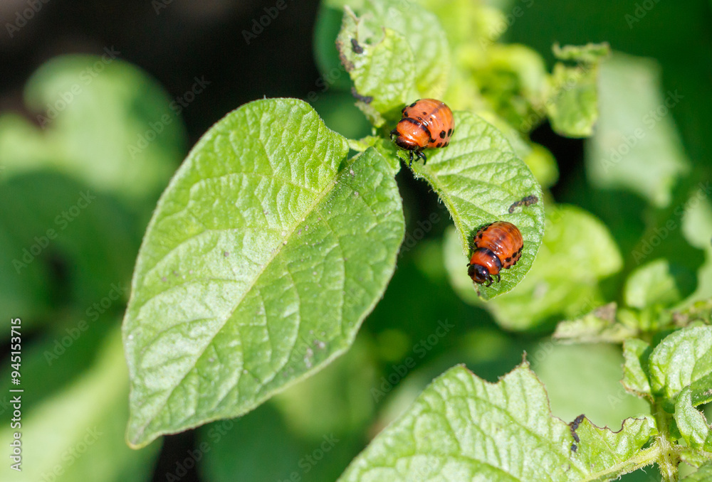 Colorado potato beetle on potato leaves. Close-up Colorado potato beetle on potato leaves. Close-up