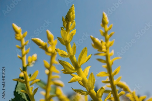 Bright Yellow Plant Stem Against White Background