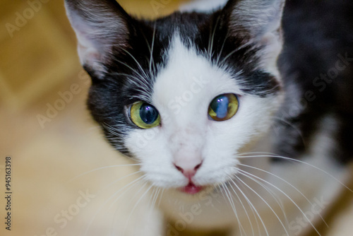 Canvas Print Portrait of a cute black and white cat with green eyes