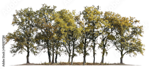 Wallpaper Mural PNG Group of different trees oak vegetation sycamore. Torontodigital.ca