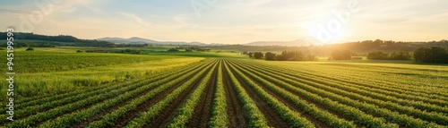 Sustainable Agriculture: Panoramic View of an Organic Farm with Rotating Crops