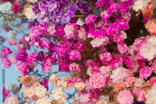 Multicolored gypsophila on a blue background