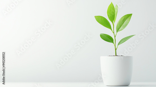 A vibrant green plant in a minimalistic white pot, symbolizing nature and growth against a clean background.