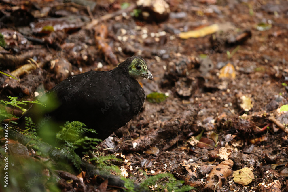 The wattled brushturkey (Aepypodius arfakianus) is a species of bird in the family Megapodiidae. It is found in New Guinea. The wattled brushturkey (Aepypodius arfakianus) is a species of bird in the family Megapodiidae. It is found in New Guinea.