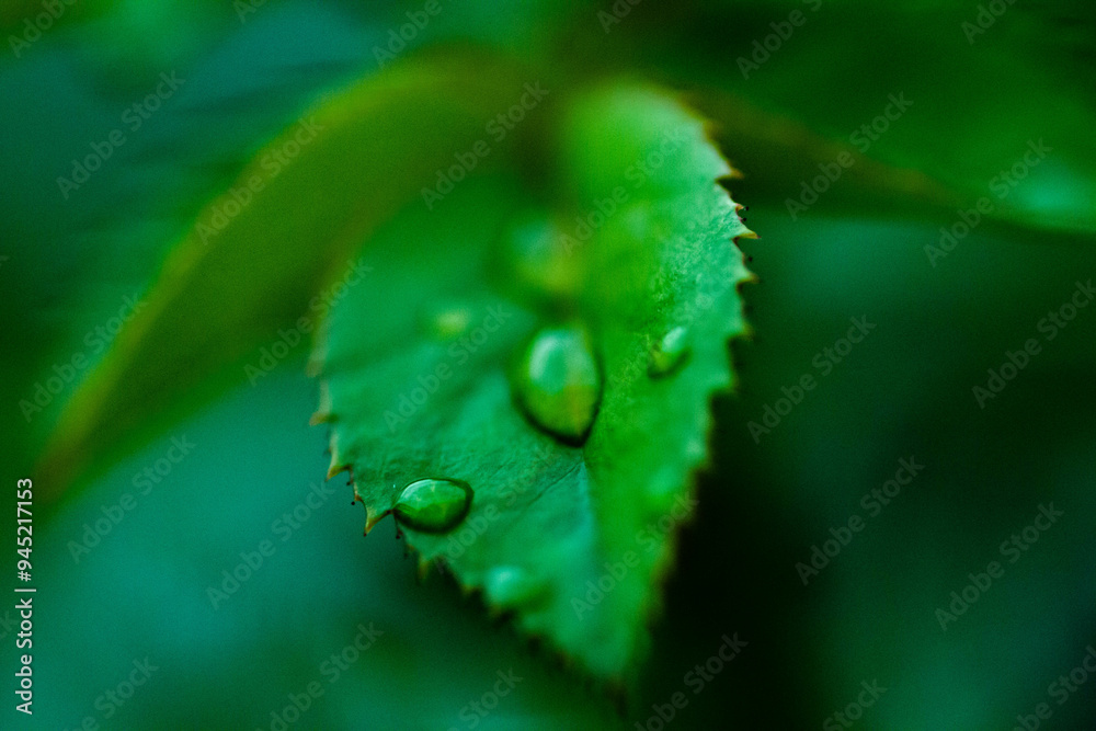 Fototapeta premium The rain refreshes the air and the traces on the flowers make them look and feel beautiful, making me fall in love every morning I wake up on a rainy night.
