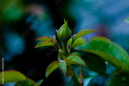 The rain refreshes the air and the traces on the flowers make them look and feel beautiful, making me fall in love every morning I wake up on a rainy night.