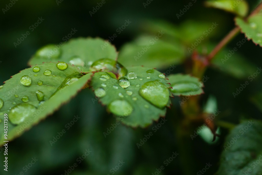 The rain refreshes the air and the traces on the flowers make them look and feel beautiful, making me fall in love every morning I wake up on a rainy night. The rain refreshes the air and the traces on the flowers make them look and feel beautiful, making me fall in love every morning I wake up on a rainy night.