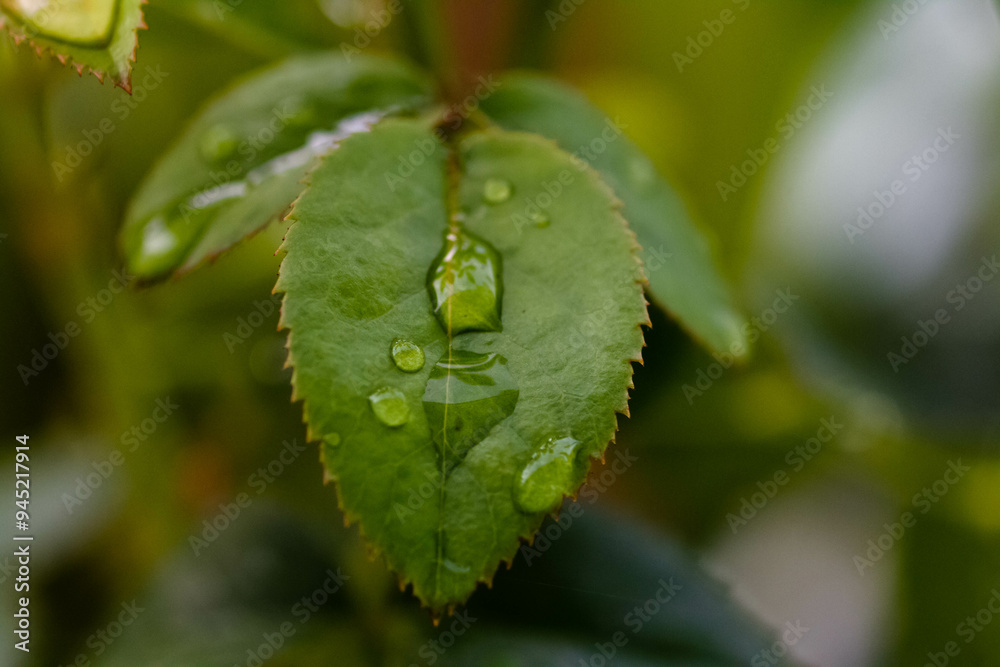 The rain refreshes the air and the traces on the flowers make them look and feel beautiful, making me fall in love every morning I wake up on a rainy night. The rain refreshes the air and the traces on the flowers make them look and feel beautiful, making me fall in love every morning I wake up on a rainy night.