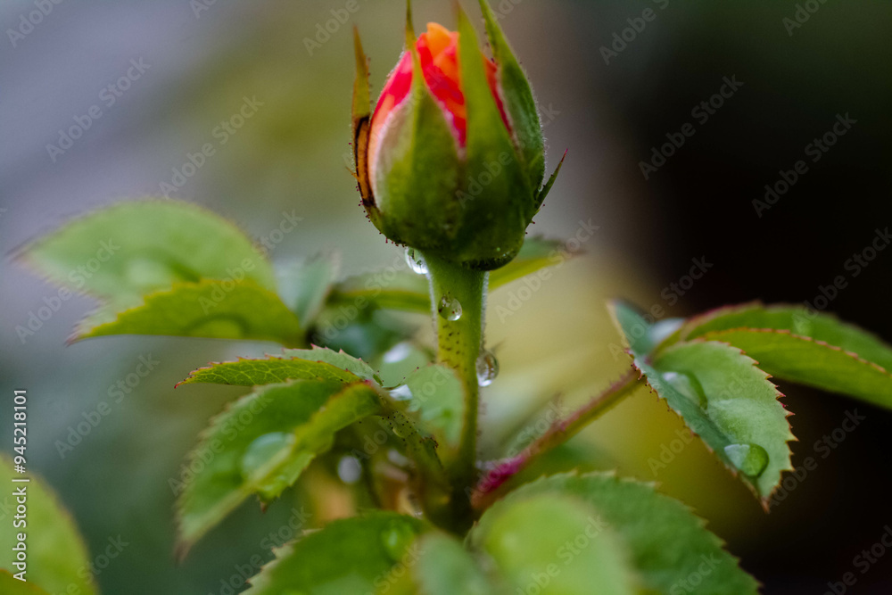 The rain refreshes the air and the traces on the flowers make them look and feel beautiful, making me fall in love every morning I wake up on a rainy night. The rain refreshes the air and the traces on the flowers make them look and feel beautiful, making me fall in love every morning I wake up on a rainy night.