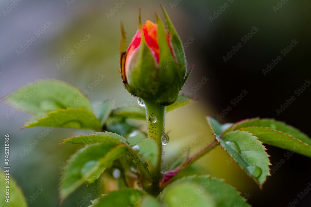 The rain refreshes the air and the traces on the flowers make them look and feel beautiful, making me fall in love every morning I wake up on a rainy night. The rain refreshes the air and the traces on the flowers make them look and feel beautiful, making me fall in love every morning I wake up on a rainy night.