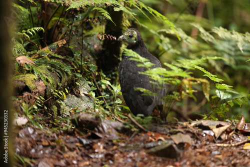 The wattled brushturkey (Aepypodius arfakianus) is a species of bird in the family Megapodiidae. It is found in New Guinea. photo