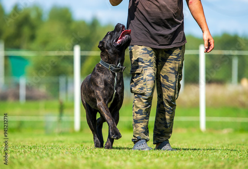Man training a canecorso dog on the field. Training of a dog