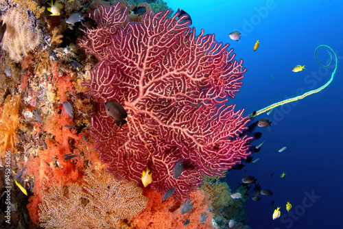 Beautiful reef scene photo