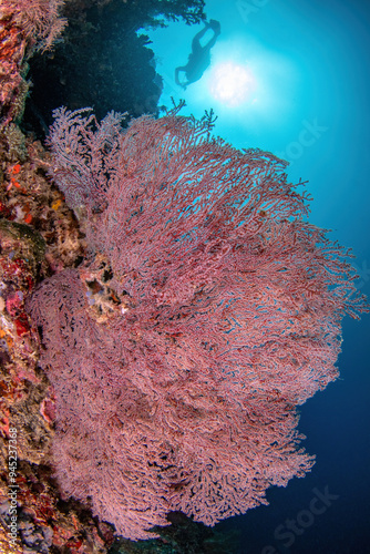 Reefscape with a sea fan, sun ball and a distant silhouette of a scuba diver photo