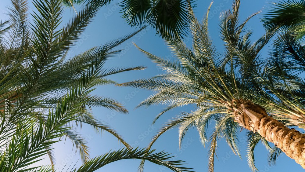 high palm trees pattern on white background