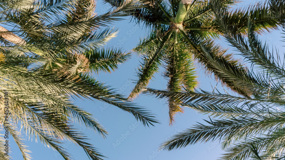 tropical background fresh palm branches tropical background fresh palm branches