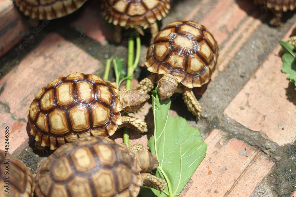 Sucata tortoise eating leaf on ground,African Sulcata Tortoise Natural Habitat,Sucata tortoise eating leaf on ground,African Sulcata Tortoise Natural Habitat,Africa spurred tortoise sunbathe Sucata tortoise eating leaf on ground,African Sulcata Tortoise Natural Habitat,Sucata tortoise eating leaf on ground,African Sulcata Tortoise Natural Habitat,Africa spurred tortoise sunbathe