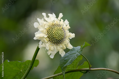 close up of Giant yellow scabious flower with a blurred green background photo