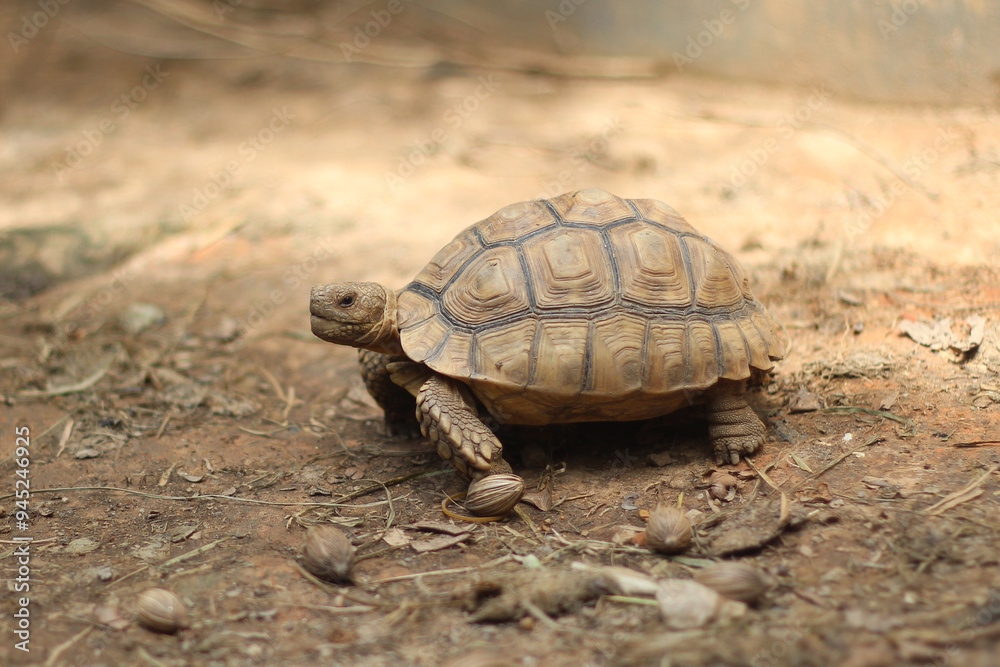 African Sulcata Tortoise Natural Habitat,Close up African spurred tortoise resting in the garden, Slow life ,Africa spurred tortoise sunbathe on ground with his protective shell ,Beautiful Tortoise
African Sulcata Tortoise Natural Habitat,Close up African spurred tortoise resting in the garden, Slow life ,Africa spurred tortoise sunbathe on ground with his protective shell ,Beautiful Tortoise