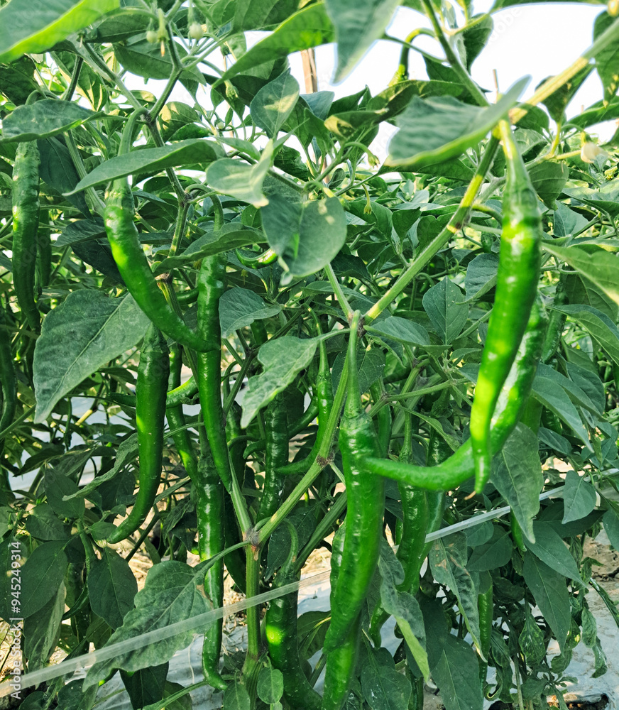 The genus Capsicum pepper plants in the family Solanaceae, which is a spice (spice) one. Nature botany. Chili is biennial plant with a single result. The genus Capsicum pepper plants in the family Solanaceae, which is a spice (spice) one. Nature botany. Chili is biennial plant with a single result.
