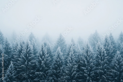 photo of misty morning in the winter forest