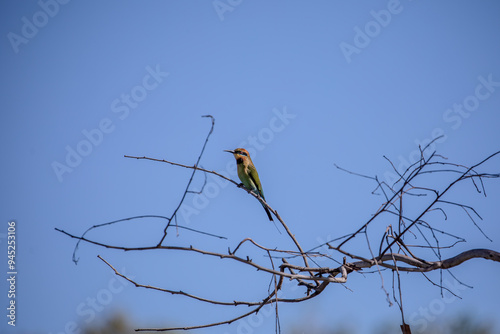 The Rainbow Bee-Eater (Merops ornatus) is a spectacular bird. With its green, blue, chestnut & yellow plumage, its slim build, slender curved bill & distinctive streamers. photo