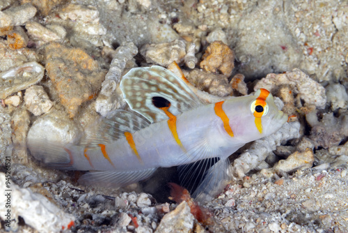 Randall's shrimpgoby