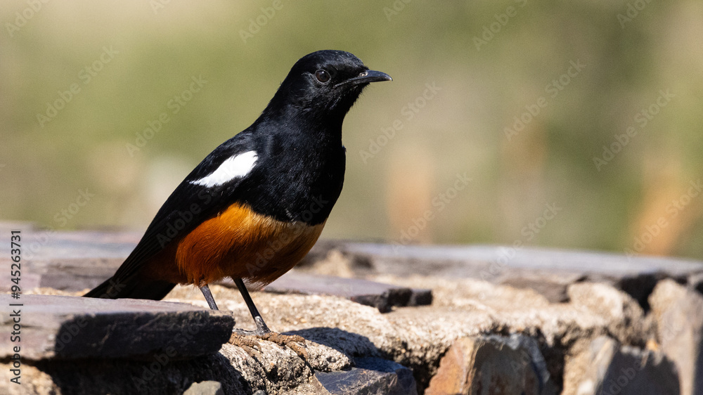 Obraz premium Mocking Cliff Chat (Dassievoël) (Tamnolaea cinnamomeiventris) near Crocodile Bridge in the Kruger National Park, Mpumalanga, South Africa