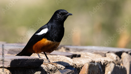 Mocking Cliff Chat (Dassievoël) (Tamnolaea cinnamomeiventris) near Crocodile Bridge in the Kruger National Park, Mpumalanga, South Africa