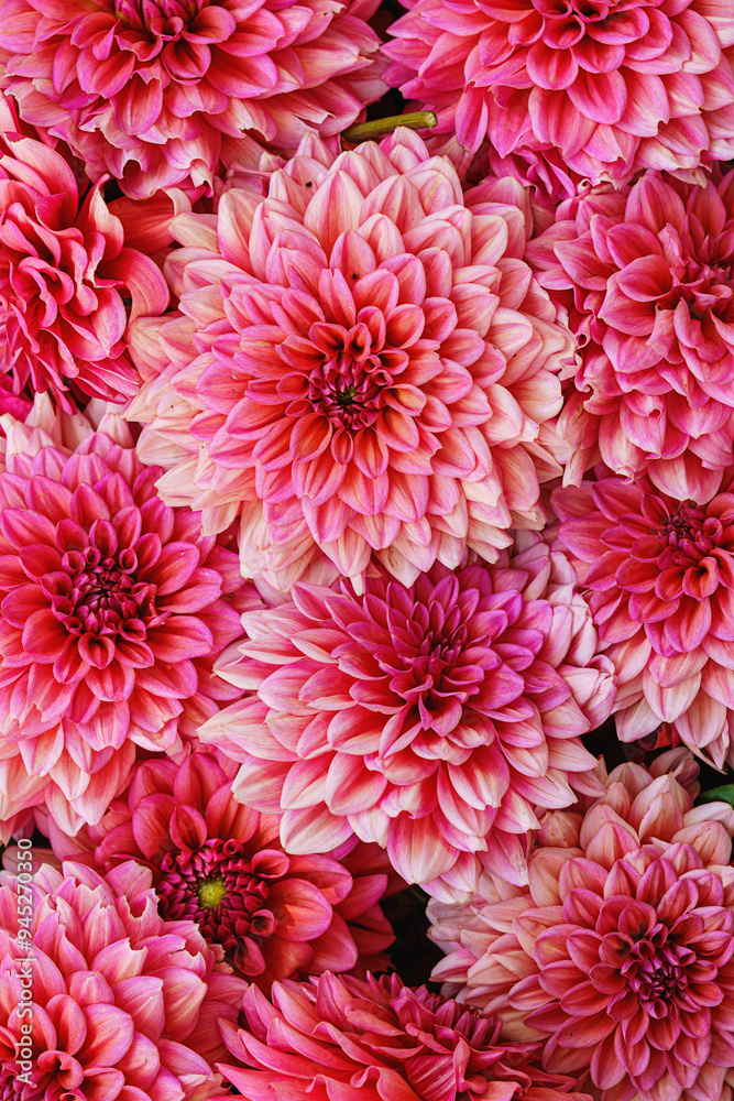 Beautiful pink Dahlia flowers. Colorful dahlia garden flowers, wallpaper backdrop. Blossoming dalias bloom Beautiful pink Dahlia flowers. Colorful dahlia garden flowers, wallpaper backdrop. Blossoming dalias bloom