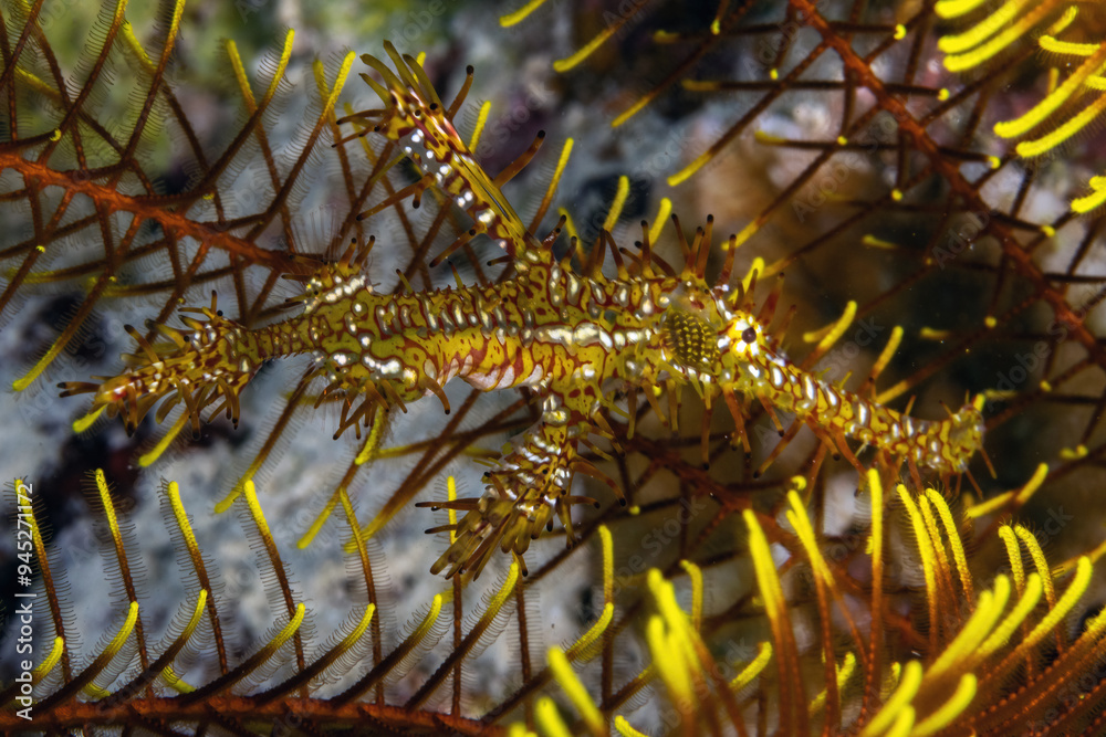 Obraz premium Ornate Ghost Pipefish