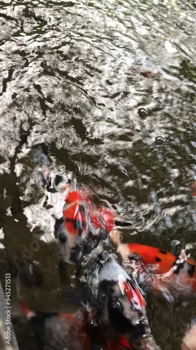 koi fish in the naturalpond photo