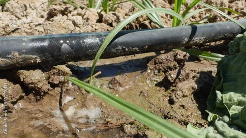 Wallpaper Mural Water leakage in field shown by damaged irrigation system Torontodigital.ca