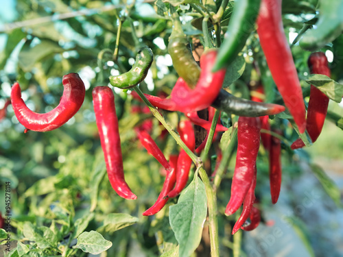 The genus Capsicum pepper plants in the family Solanaceae, which is a spice (spice) one. Nature botany. Chili is biennial plant with a single result. photo