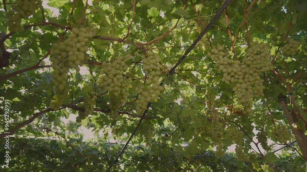 Bunches of white table grapes under an awning with sun rays penetrating, during drip irrigation with audio 2