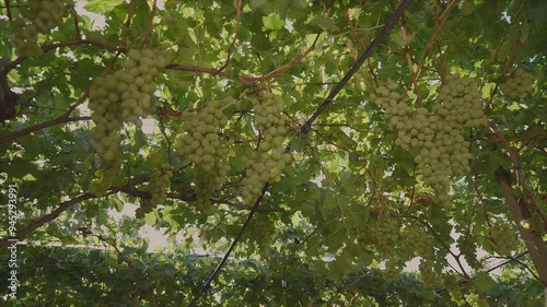 Bunches of white table grapes under an awning with sun rays penetrating, during drip irrigation with audio 2